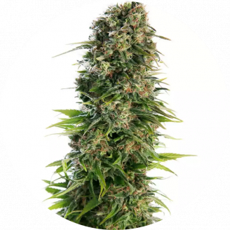 Купить семена марихуаны Golden Skunk Reg. Купить семена марихуаны Golden Skunk Reg.