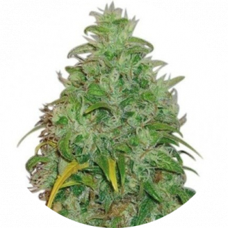 Купить семена марихуаны LSD #1 Reg. Купить семена марихуаны LSD #1 Reg.