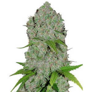 Купить семена марихуаны Gorilla Cookies Auto Fem. Купить семена марихуаны Gorilla Cookies Auto Fem.
