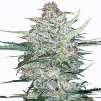 Do-Si-Dos Cookies Auto Fem.