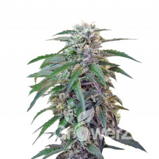 Green Poison Auto Fem.