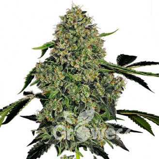 Killer Kush Auto Fem.