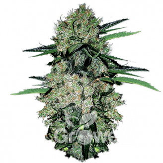 NYC Diesel Auto Fem.