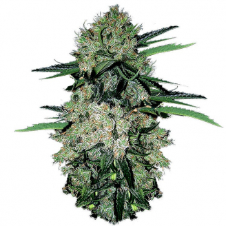 Купить семена марихуаны NYC Diesel Auto Fem.