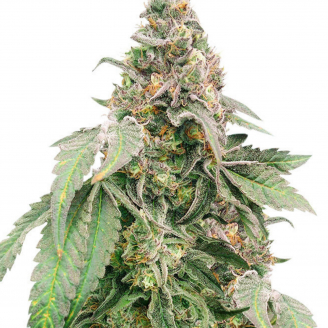 Купить семена марихуаны Mimosa Shot Fem. Купить семена марихуаны Mimosa Shot Fem.