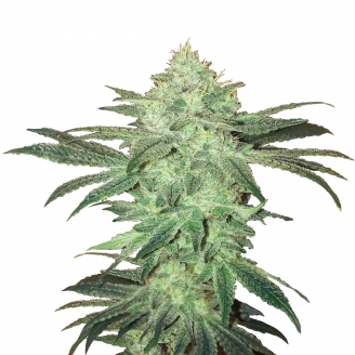 Купить семена марихуаны Stardawg Auto Fem. Купить семена марихуаны Stardawg Auto Fem.