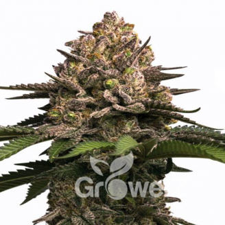 Sour Jealousy Auto Fem.