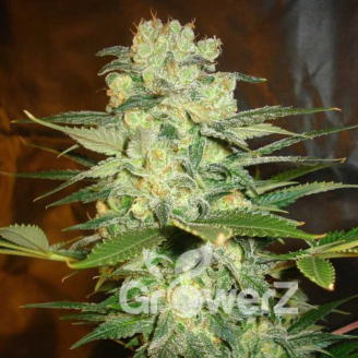 Afghan Original Auto Fem.