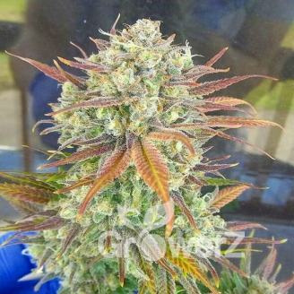 Moonshine Cookies Fem.