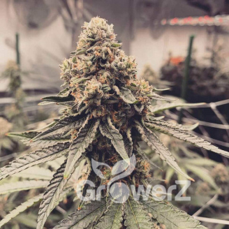 Pink Runtz Auto Fem.