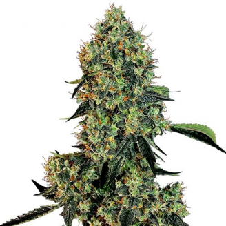 Купить семена марихуаны Eleven Roses Fem.