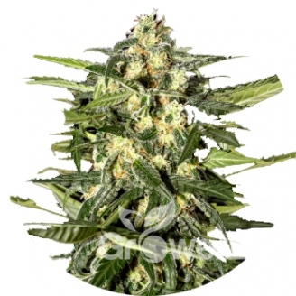 Jack Herer Auto Fem.