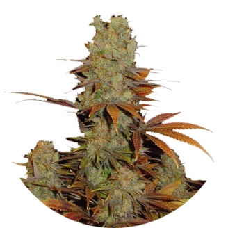 Купить семена марихуаны Somango Fem.