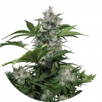 Купить семена марихуаны White Dwarf Auto Fem. Купить семена марихуаны White Dwarf Auto Fem.