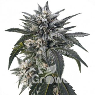 Blue Critical Auto Fem.