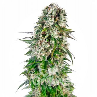 Afghan Kush Auto Fem.