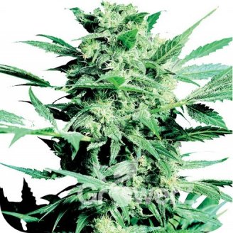 Poison Kush Auto Fem.