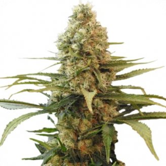 Купить семена марихуаны Chronic Auto Fem. Купить семена марихуаны Chronic Auto Fem.