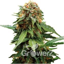 Tangerine Dream Auto Fem.