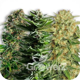 Collection Mix Auto Fem.