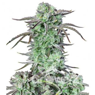 Strawberry Banana Auto Fem.