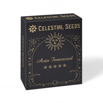 Семена конопли купить сорт Titan Auto Fem.