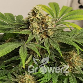 Gorilla Glue #4 Fem.