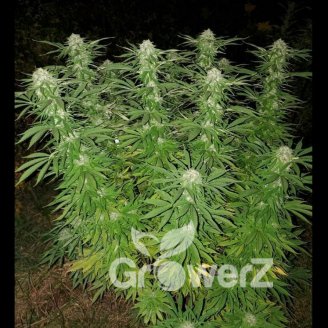 Afghan Original Fem.