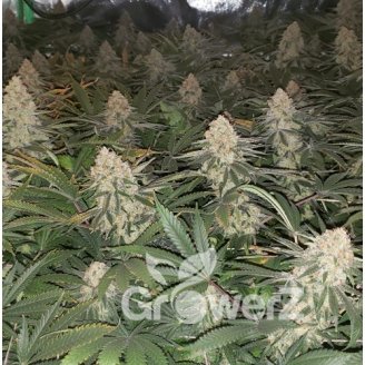 Afghan Original Fem.