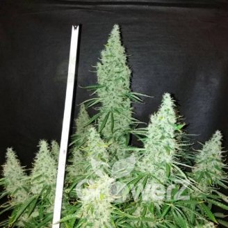 Black Widow Auto Fem.