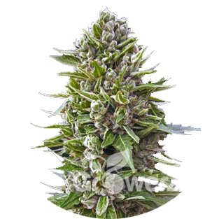 Northern Lights Auto Fem.