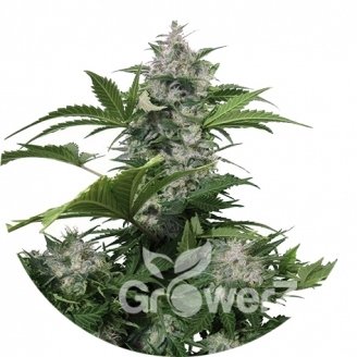 White Dwarf Auto Fem.